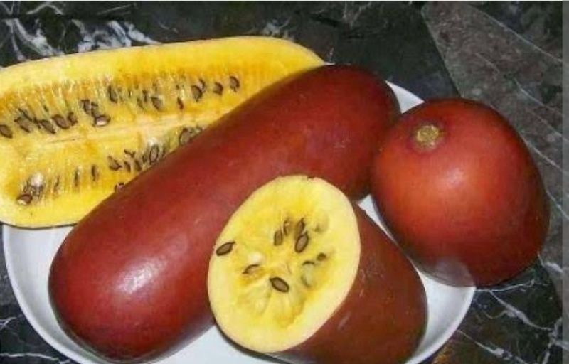 Casabanana Vine