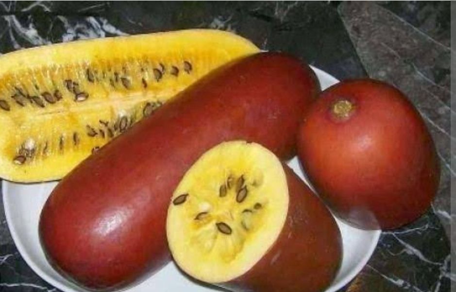 Casabanana Vine