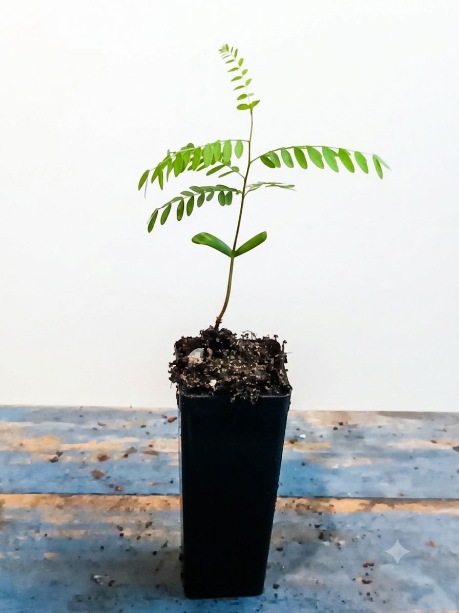 Honey Locust