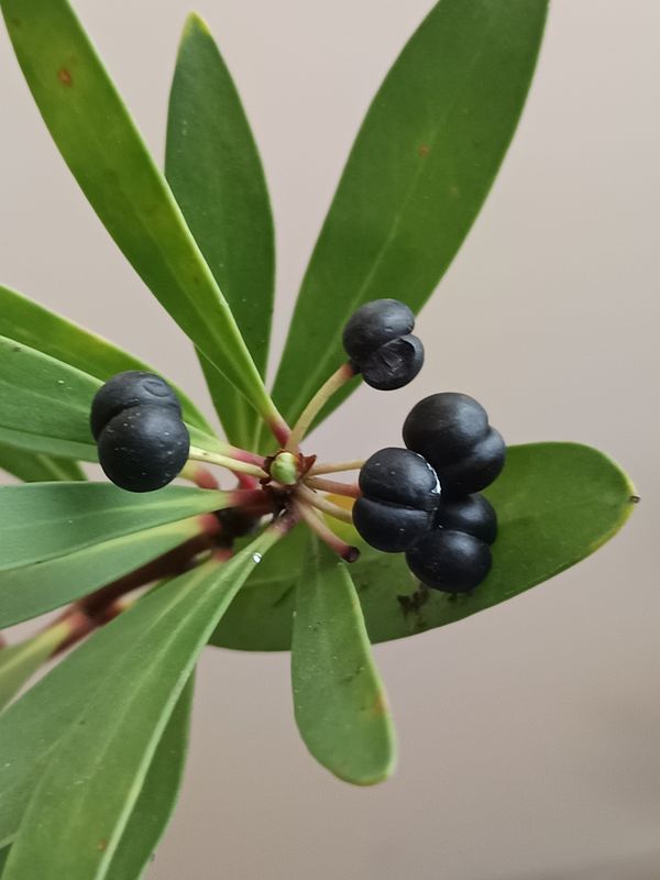 Tasmania Mountain Pepper Berry