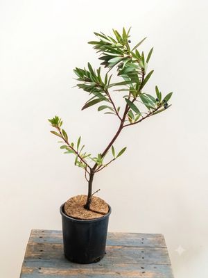 Tasmania Mountain Pepper Berry
