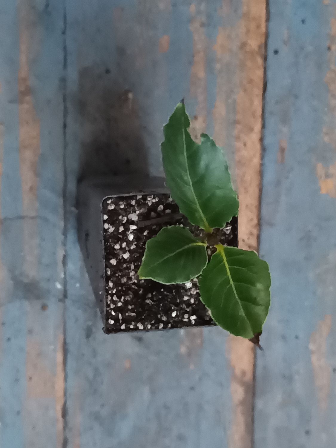 Bay Tree
