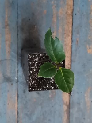 Bay Tree