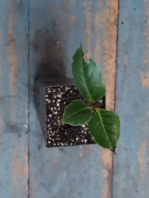 Bay Tree