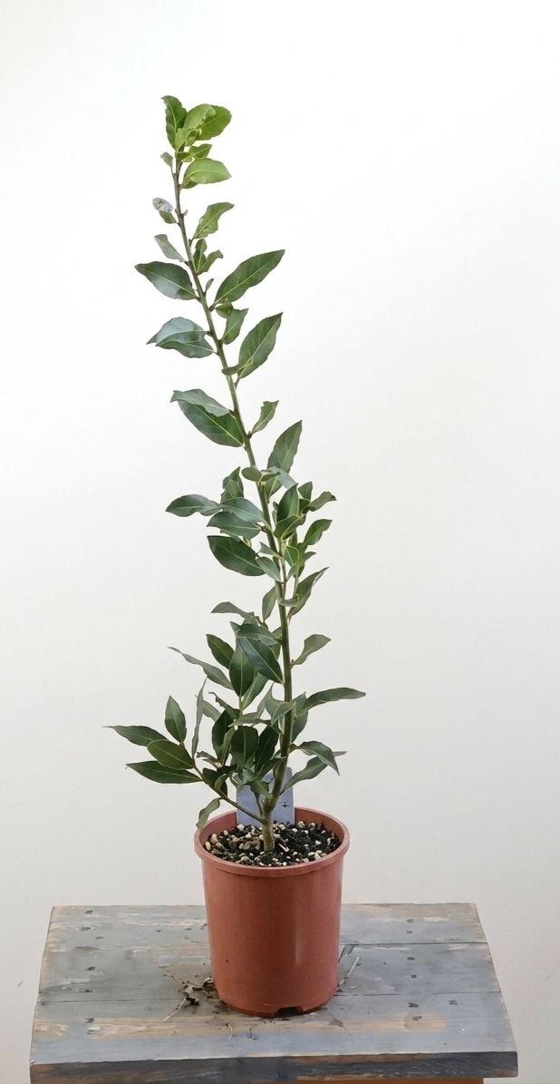 Bay Tree
