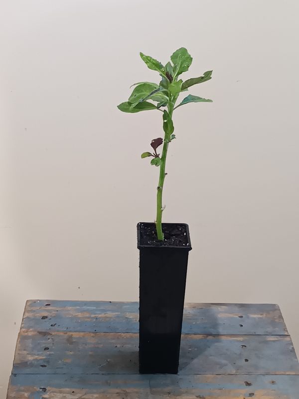 Longevity Spinach