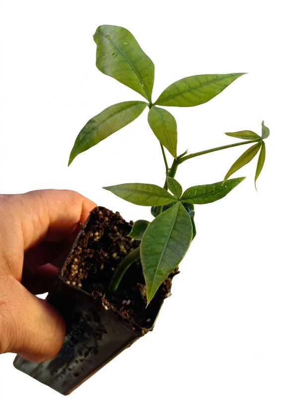 Malabar Chestnut, Panchira, money tree, Saba Nut Malabar Chestnut, Panchira, money tree, Saba Nut
