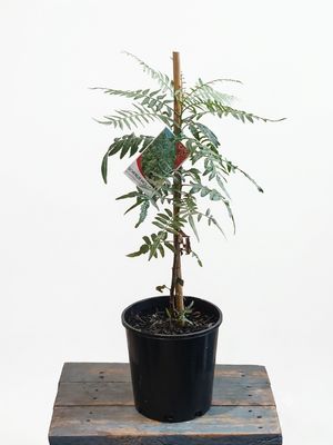 Pepper Corn Tree