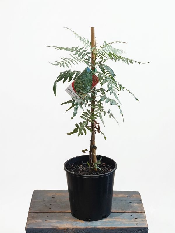 Pepper Corn Tree