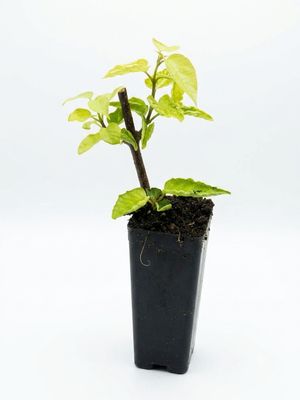 Premna, Cây Lá Cách