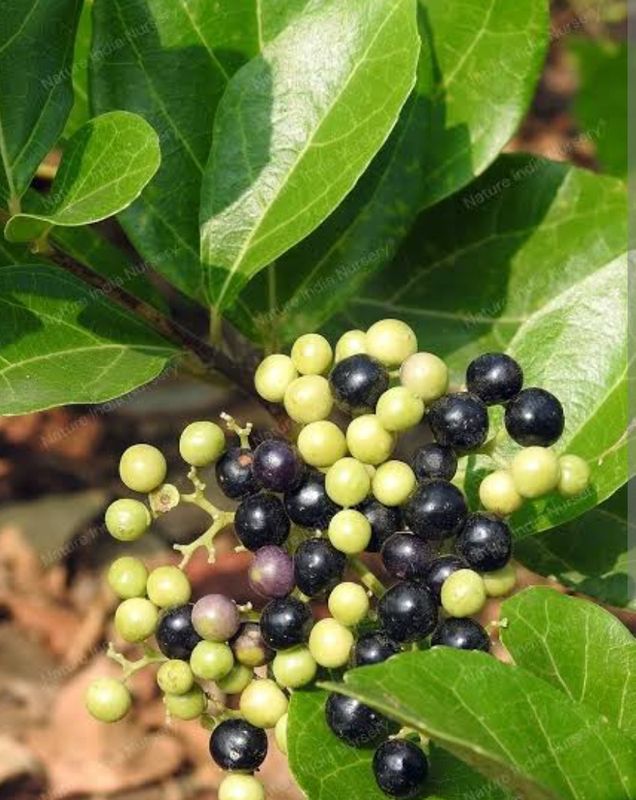 Premna, Cây Lá Cách
