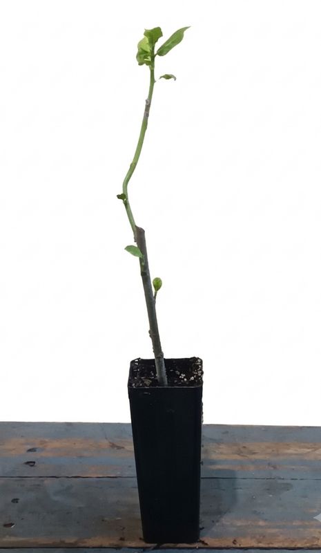 Ficus opposita