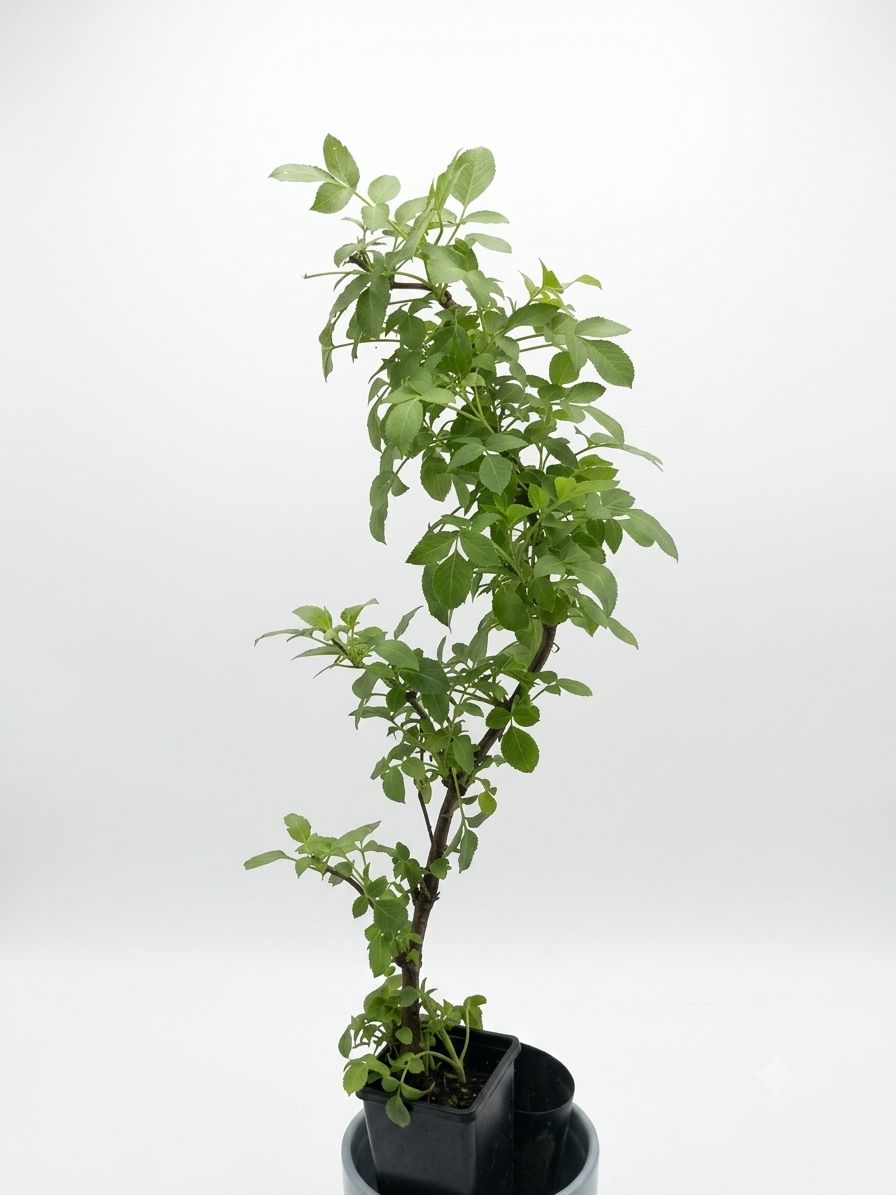 Mexican Elderberry