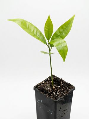 Bruno Sapote