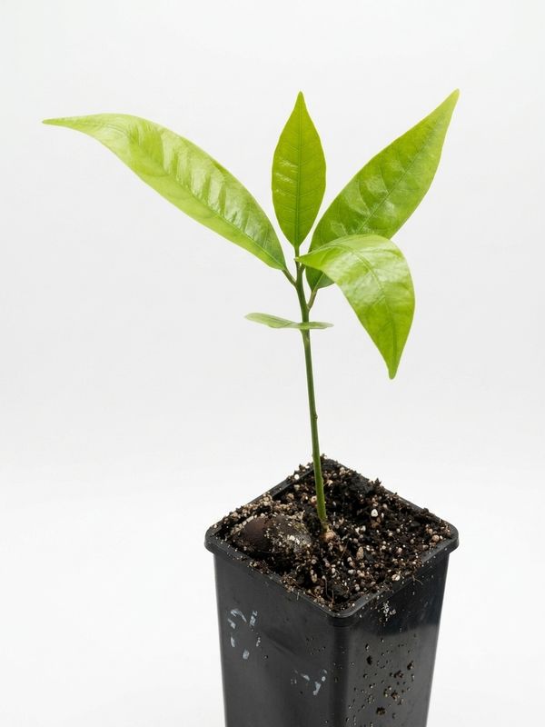 Bruno Sapote