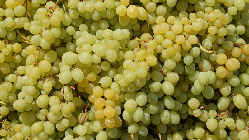 White Muscatel Grapes