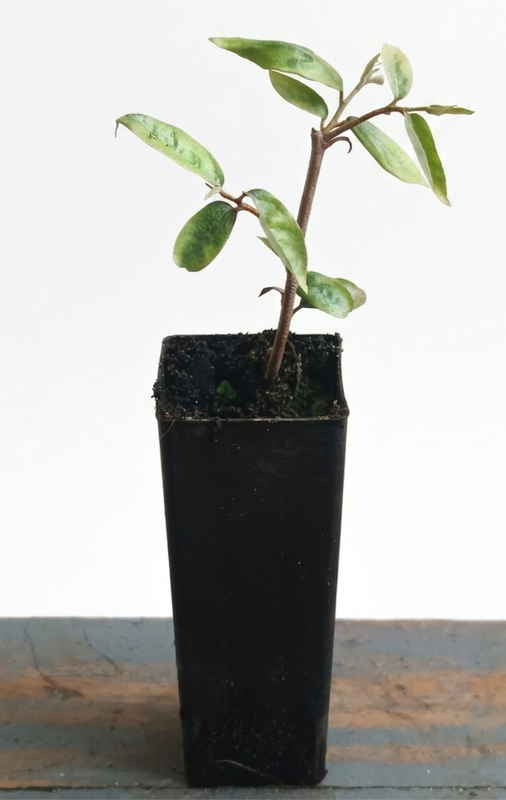 Soh Sang (Cuting Grown)