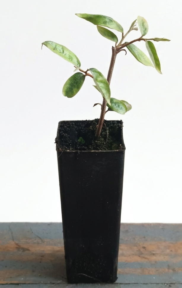Soh Sang (Cuting Grown)