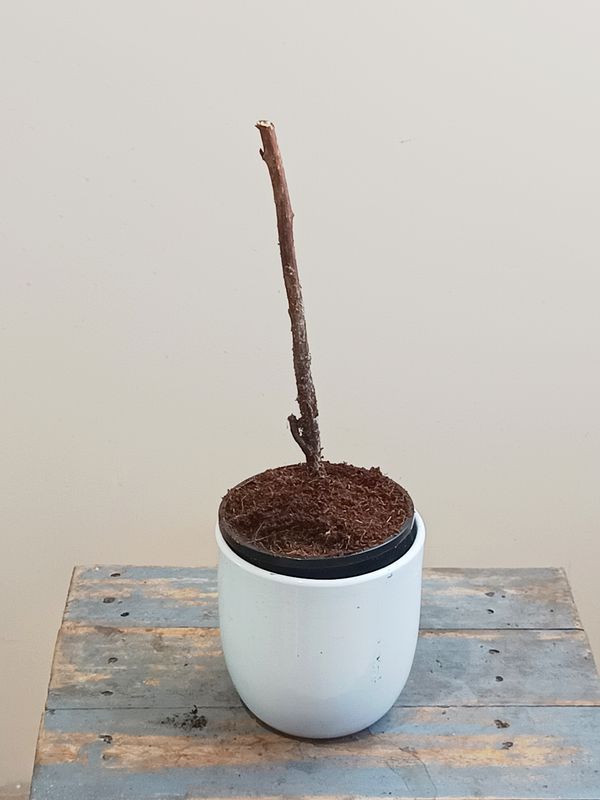 Marionberry Cane
