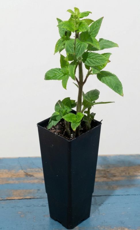 Pineapple Sage