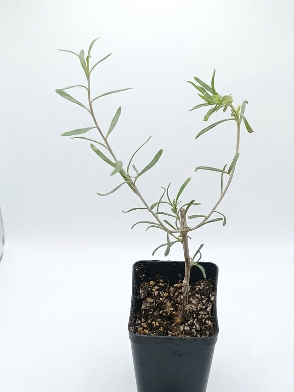 Black Goji Berry