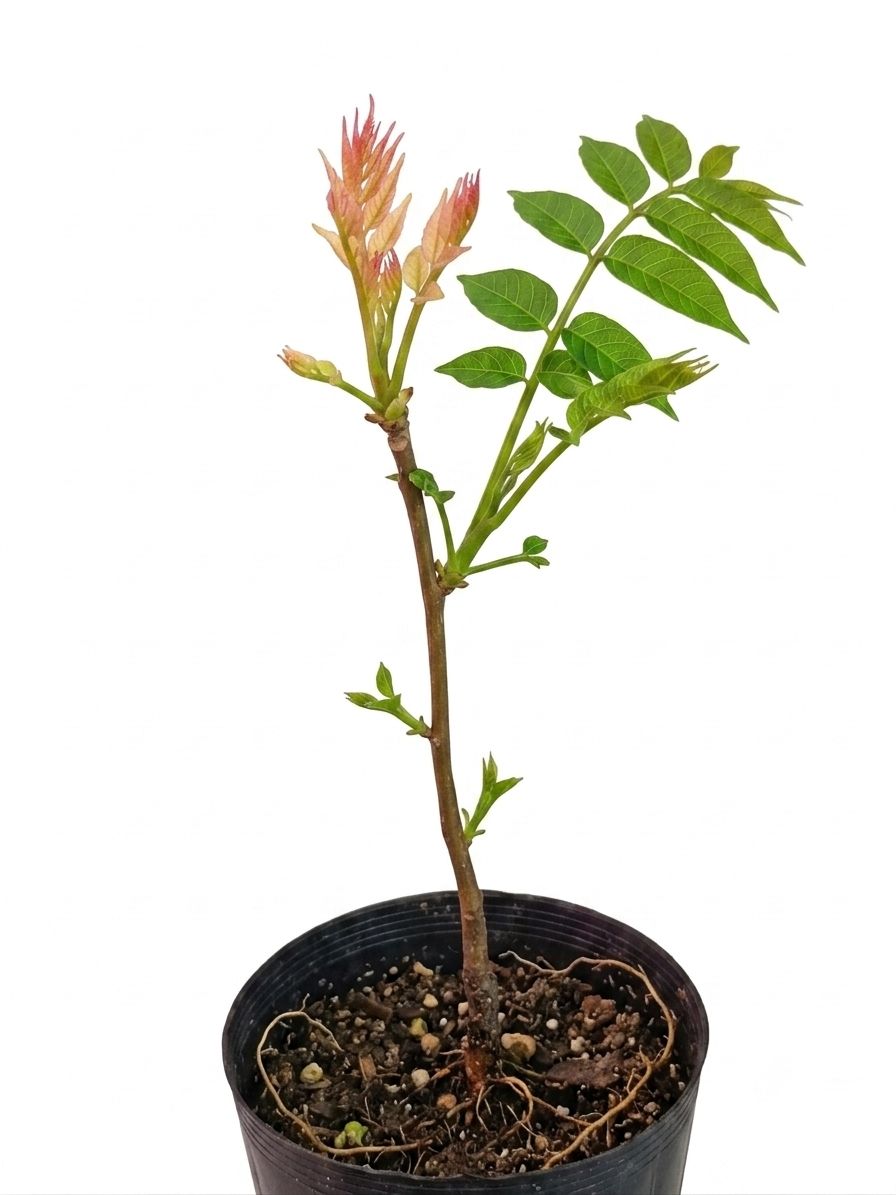 Beef and Onion Tree