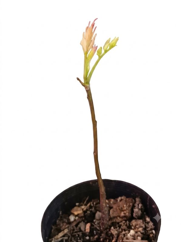 Beef and Onion Tree