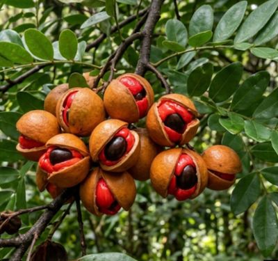 Small Leaf Tamarind
