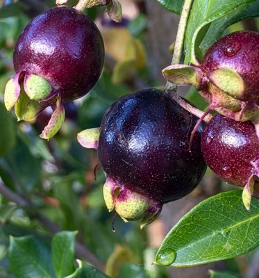 Luma Berry