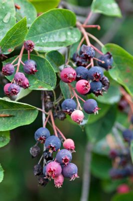 Serviceberry