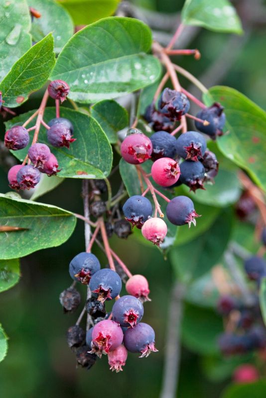 Serviceberry