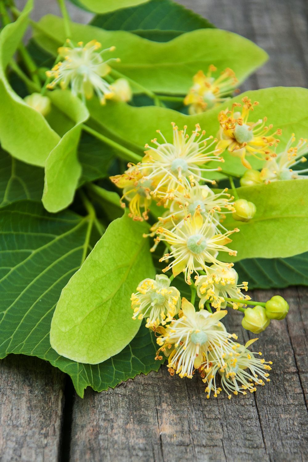 Tilia Linden