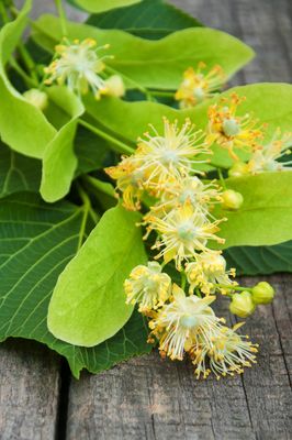 Tilia Linden