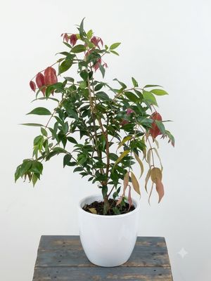 Weeping Lilly Pilly "Cascade"