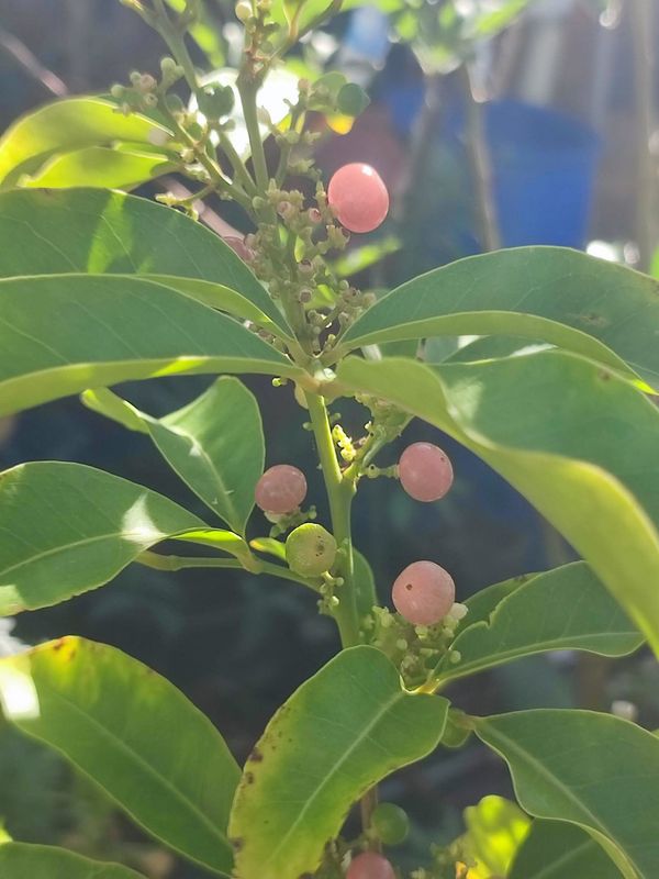 Orange Berry - Medium