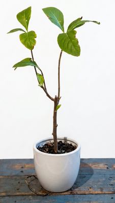 African Bitter Leaf