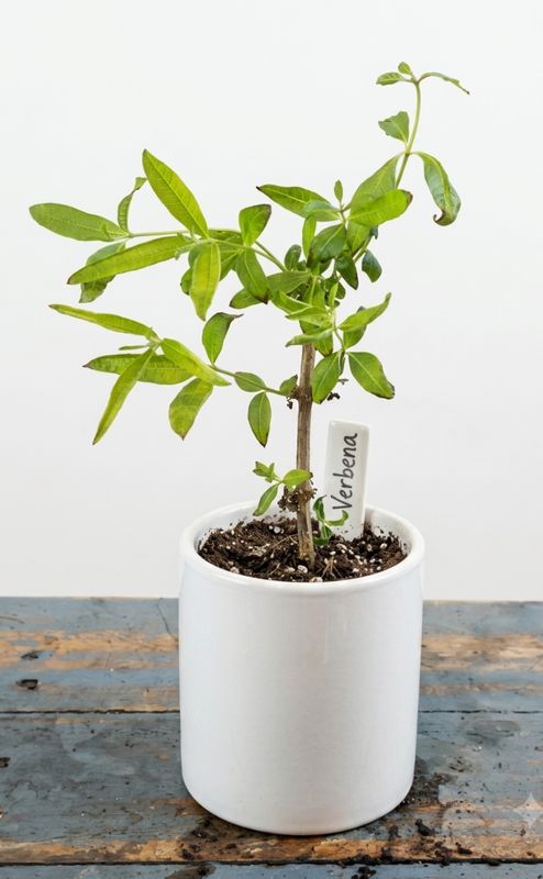 Lemon Verbena