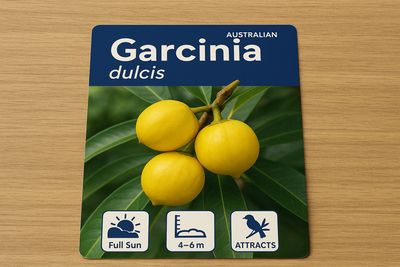 Garcinia dulcis, Mundu Mangosteen