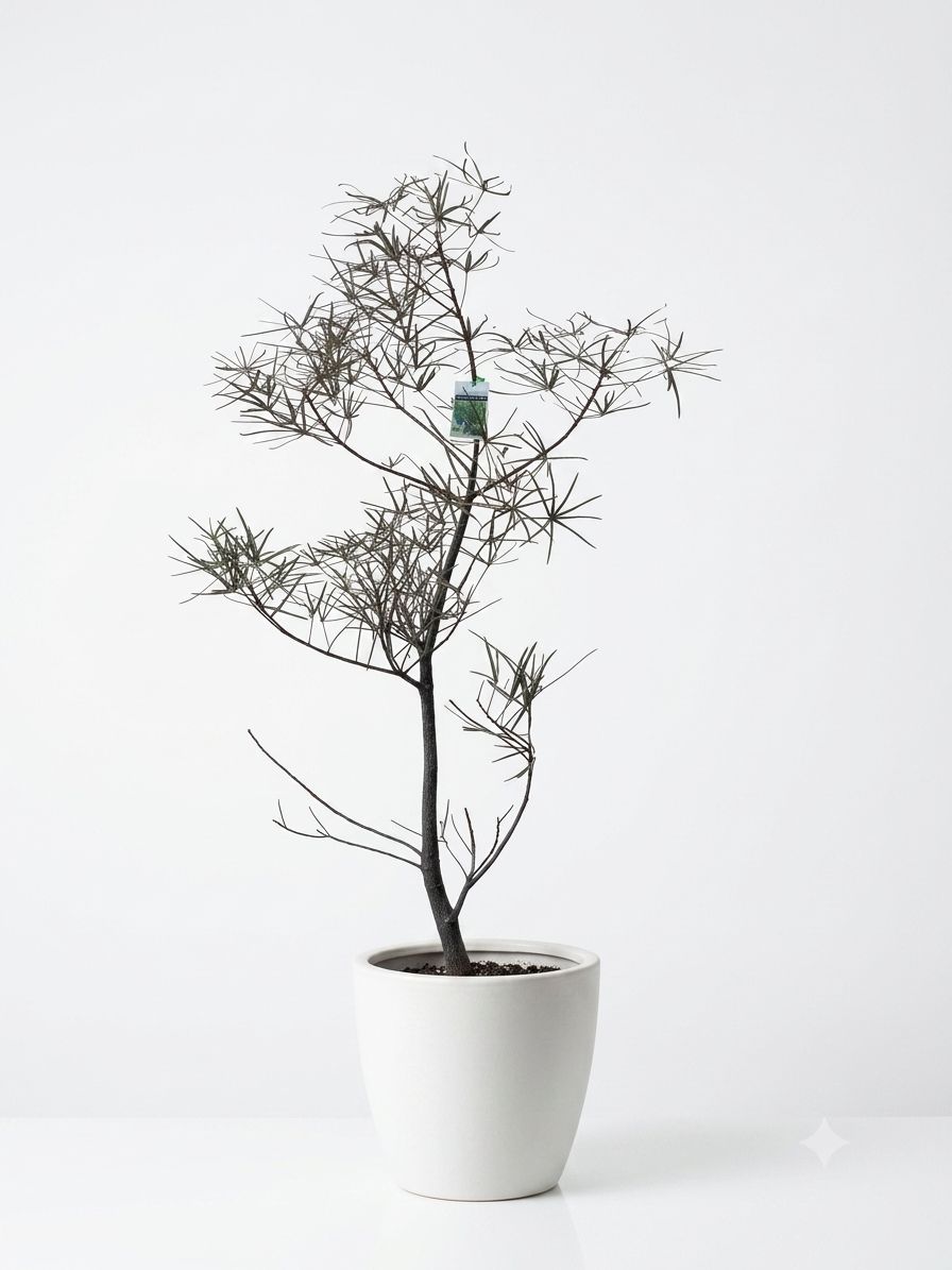 Queensland Bottle Tree