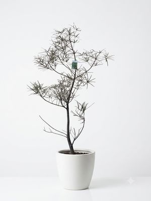 Queensland Bottle Tree