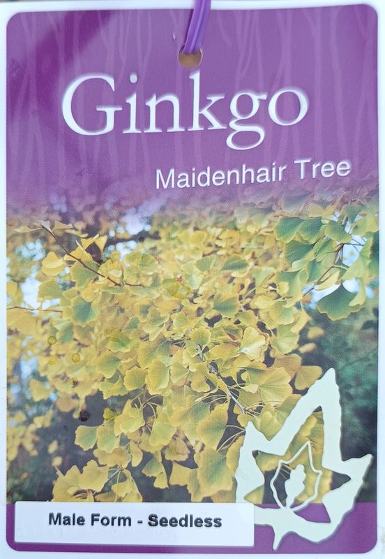 Ginkgo tree - Male