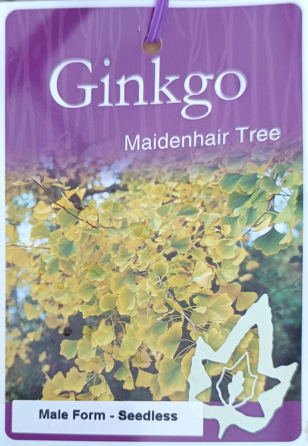 Ginkgo tree - Male