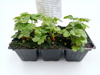 Strawberries