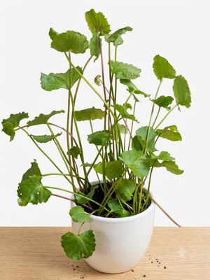 Gotu Kola