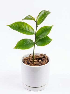 Arusha Soursop