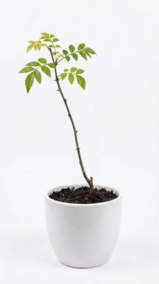 Szechuan Pepper
