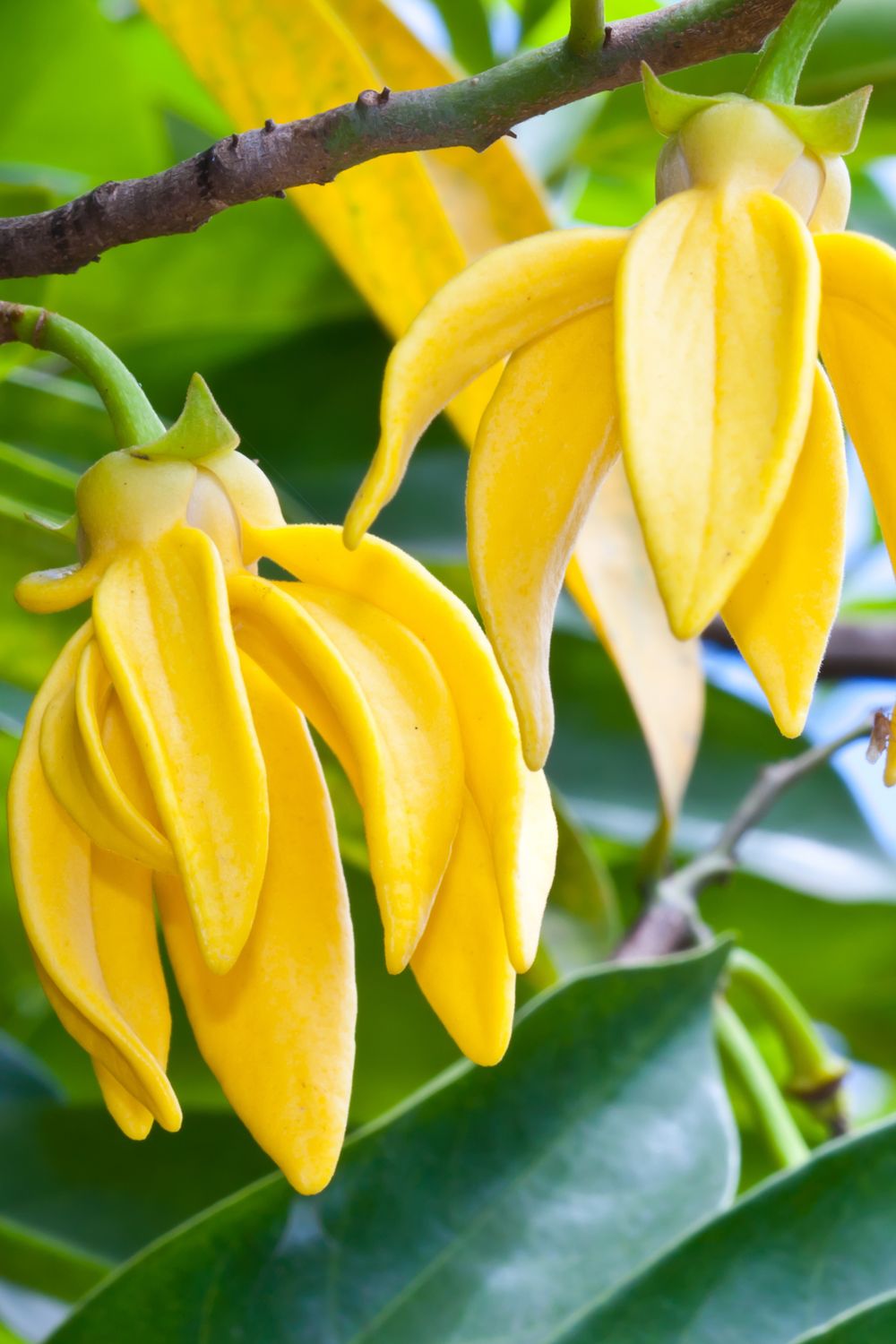Ylang Ylang (15 cms)