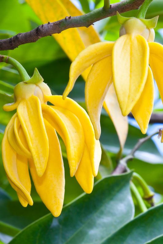 Ylang Ylang (15 cms)