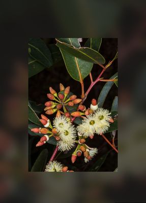 Jarrah