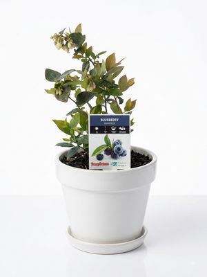 Sharpblue blueberry
